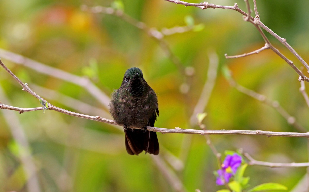 kolibřík dřišťálový (ssp. chloropogon) - ML38412601