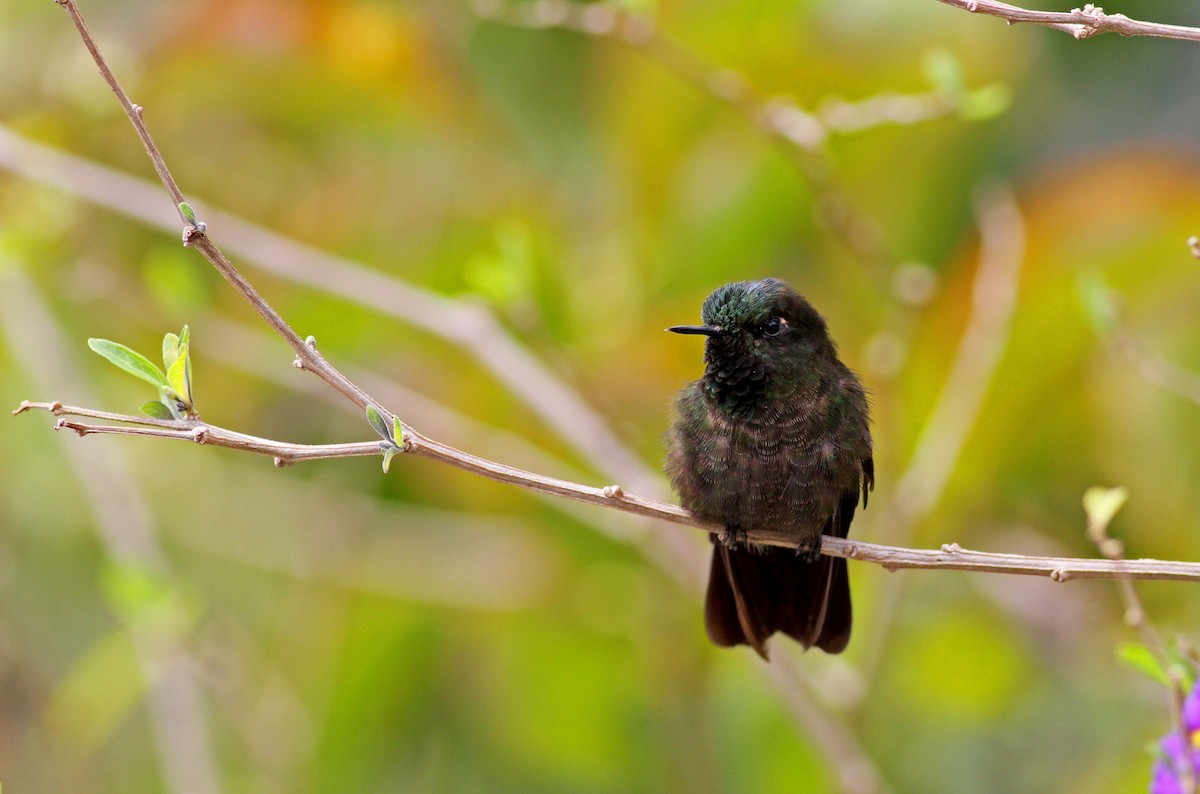 Tyrian Metaltail (Costa) - ML38412611