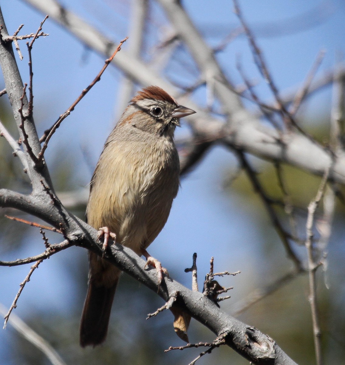 Rufous-crowned Sparrow - ML384126451
