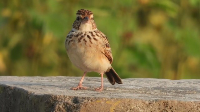 Indian Bushlark - ML384126531