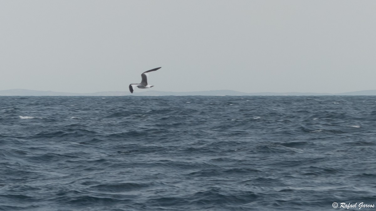 Sabine's Gull - Rafael García