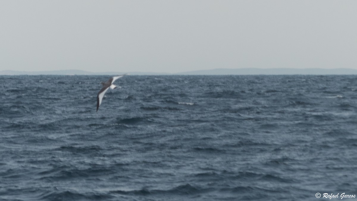 Sabine's Gull - Rafael García