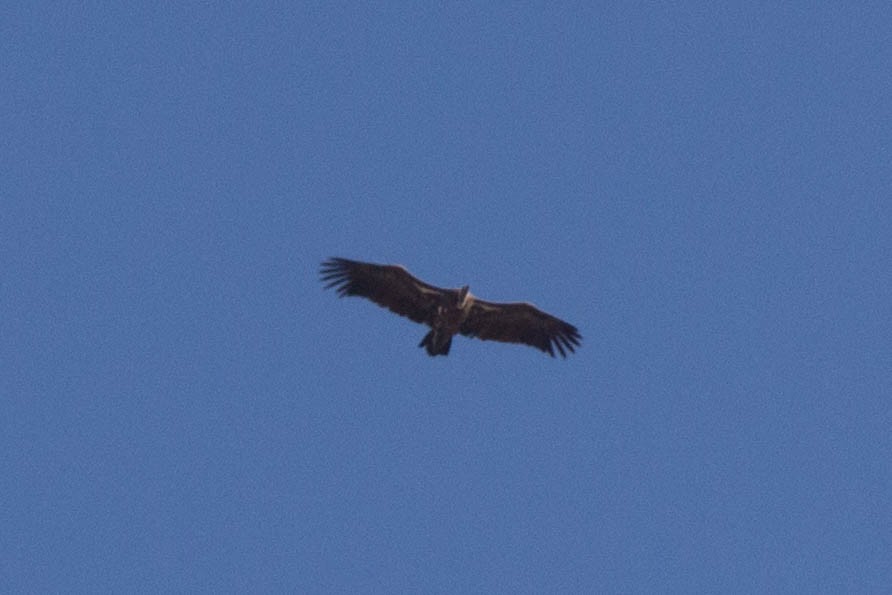 נשר דרומי - ML384128071