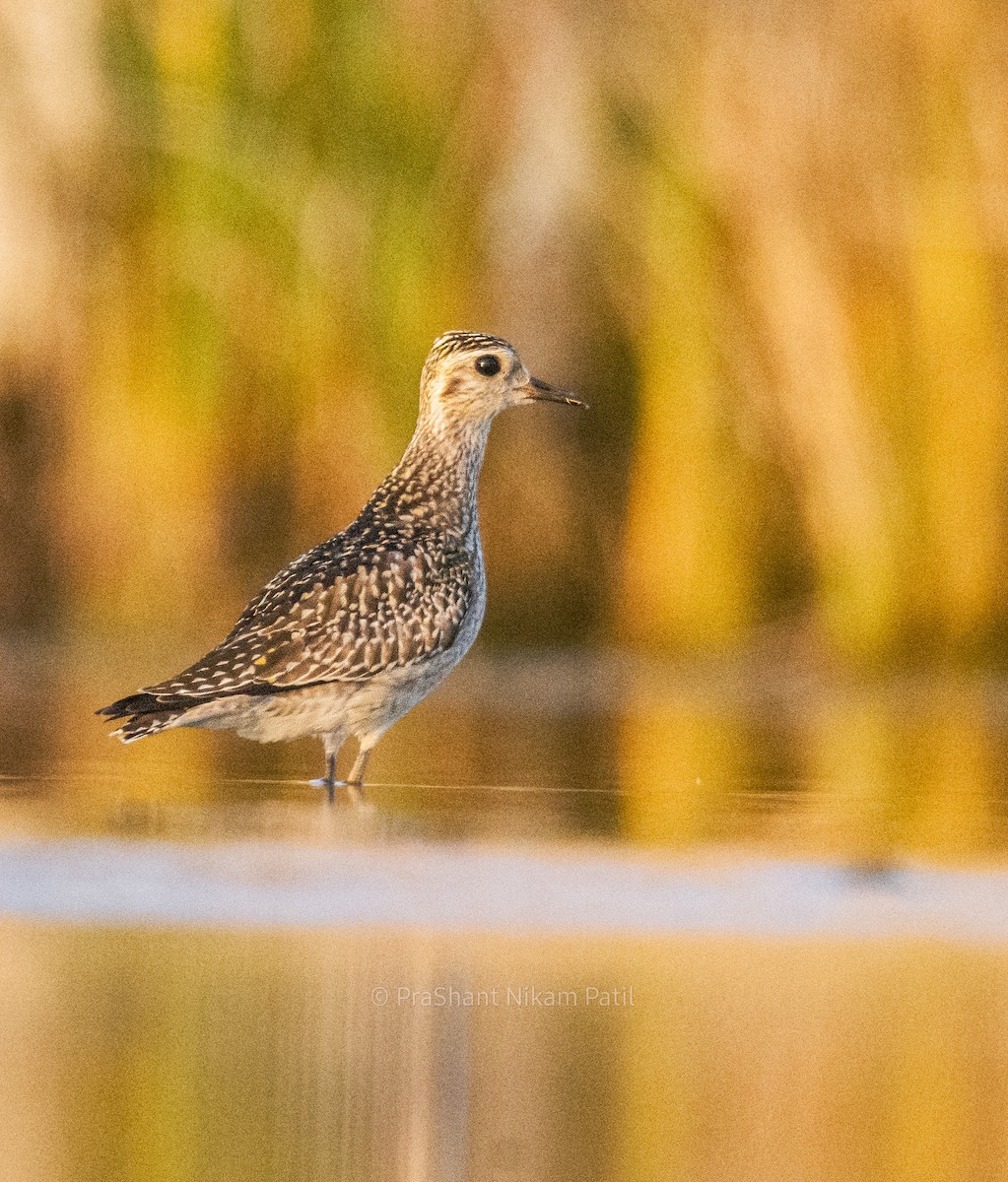 Chorlito Dorado Siberiano - ML384129291