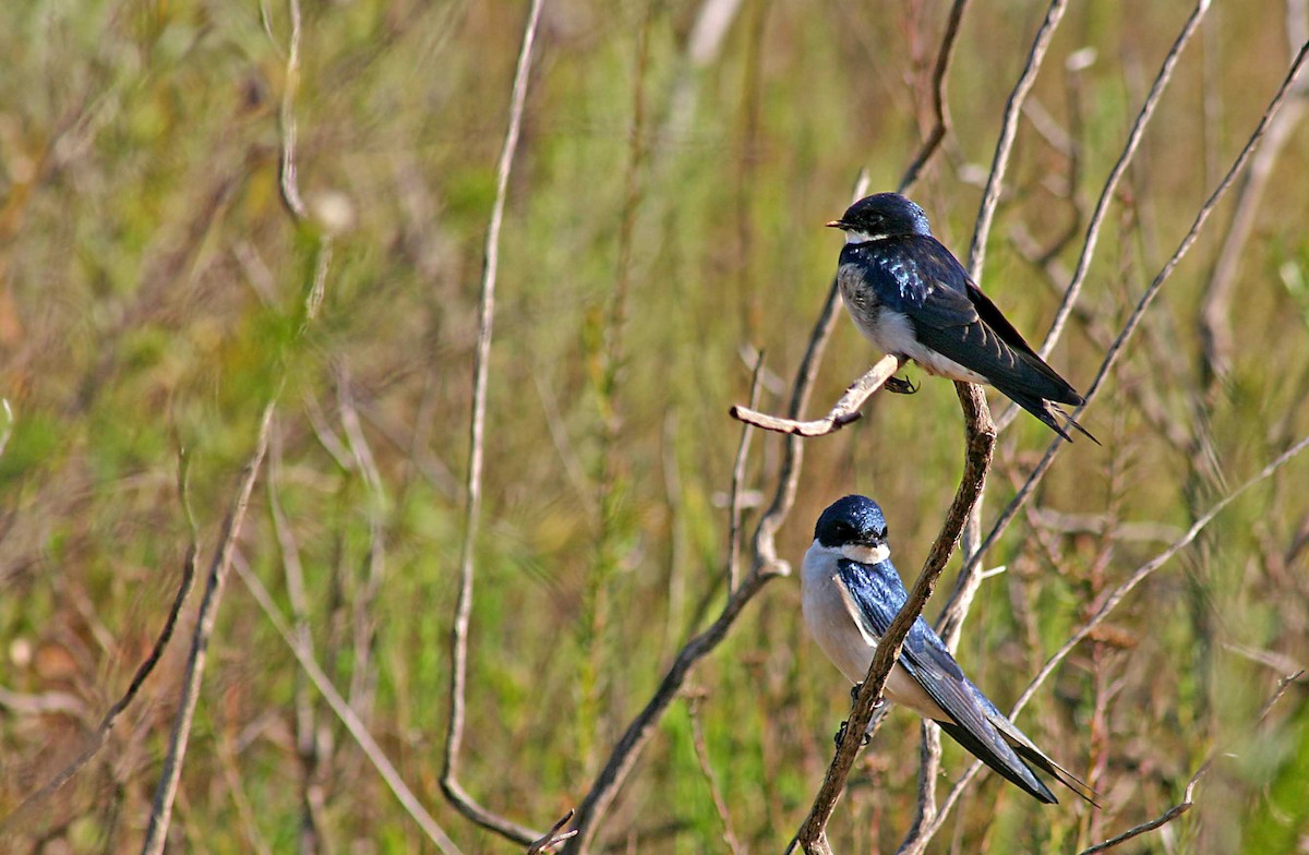 Pearl-breasted Swallow - Ricardo Santamaria