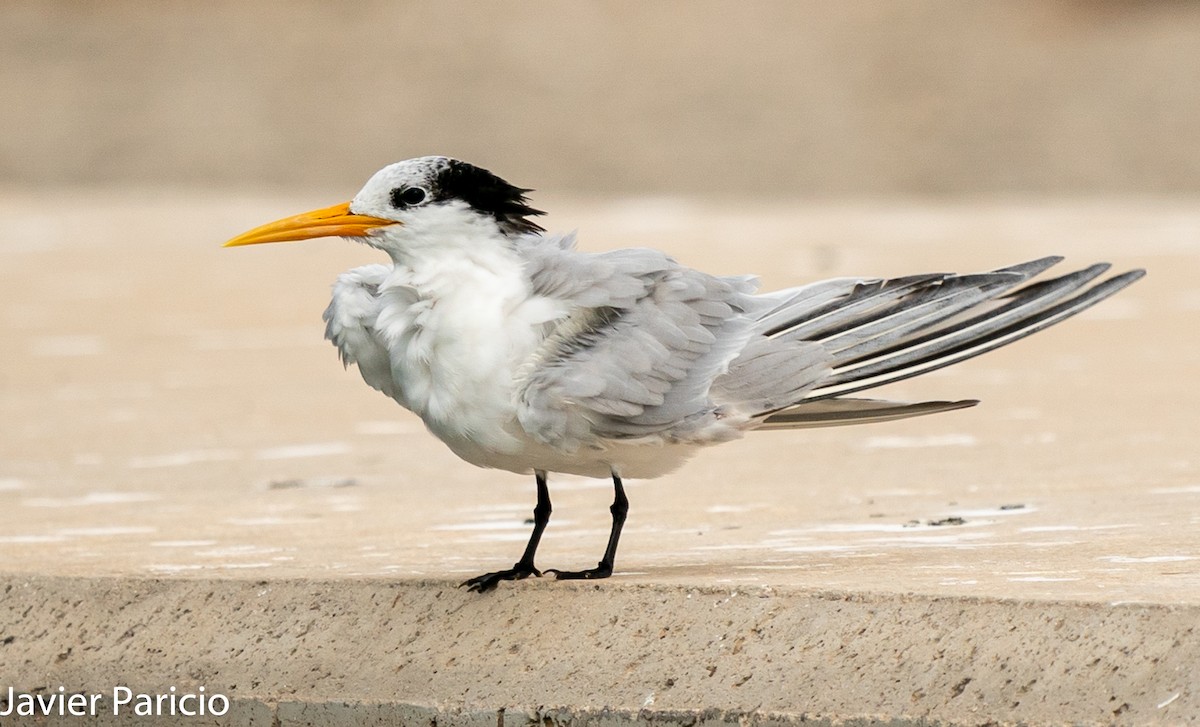 Lesser Crested Tern - ML384133251