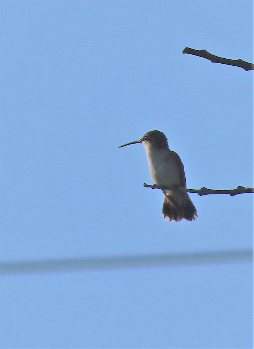 Ruby-throated Hummingbird - ML384133571