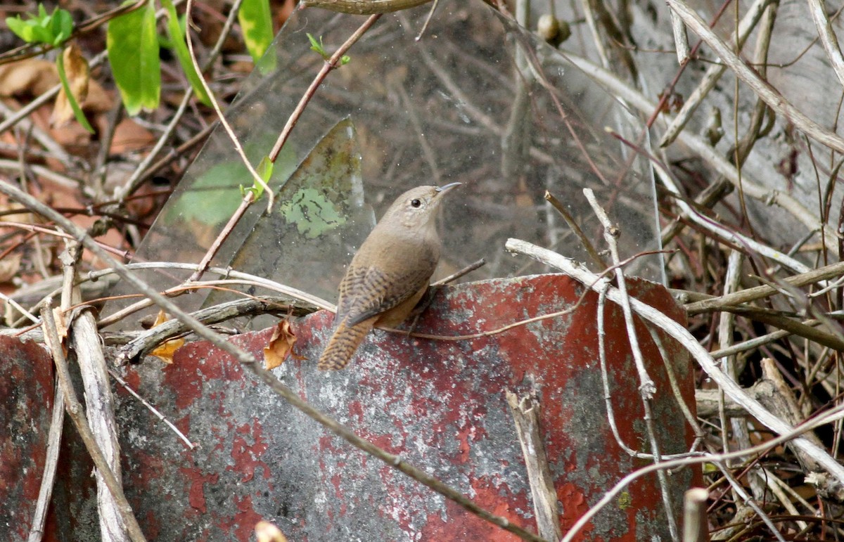 イエミソサザイ（musculus グループ） - ML38413381