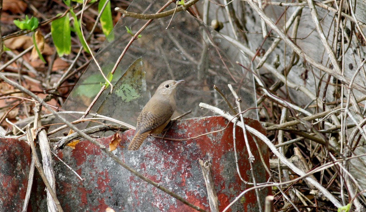 Troglodyte familier (groupe musculus) - ML38413401