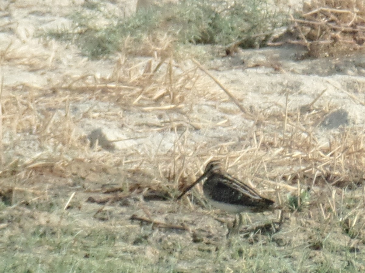 Common Snipe - ML384134211