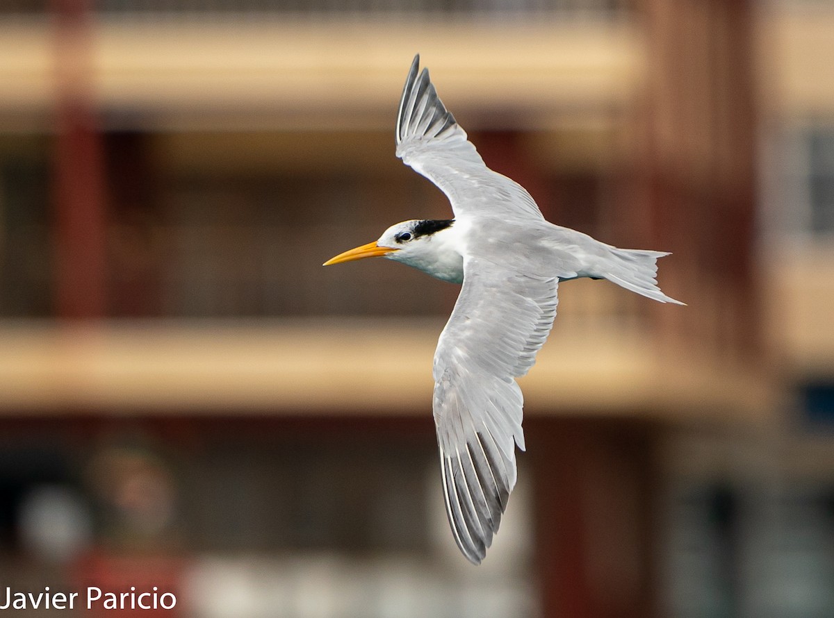 Lesser Crested Tern - ML384134851