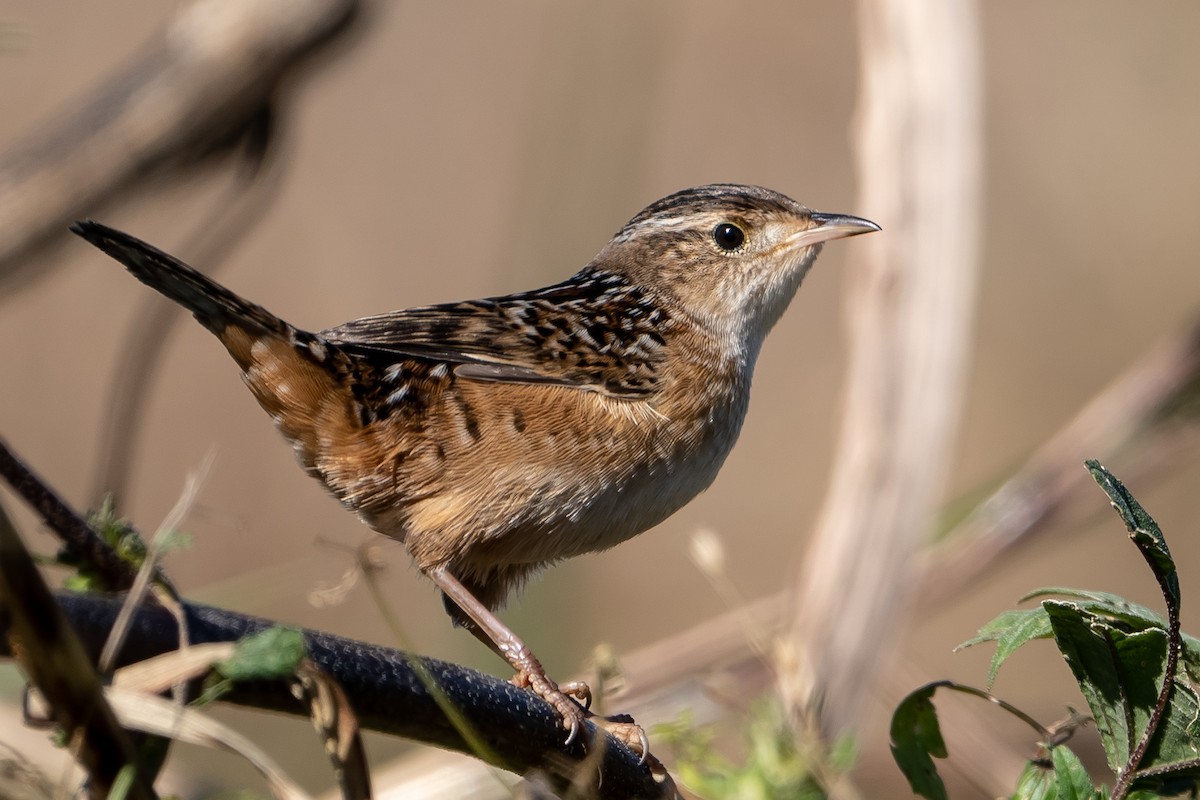 Sedge Wren - ML384135041