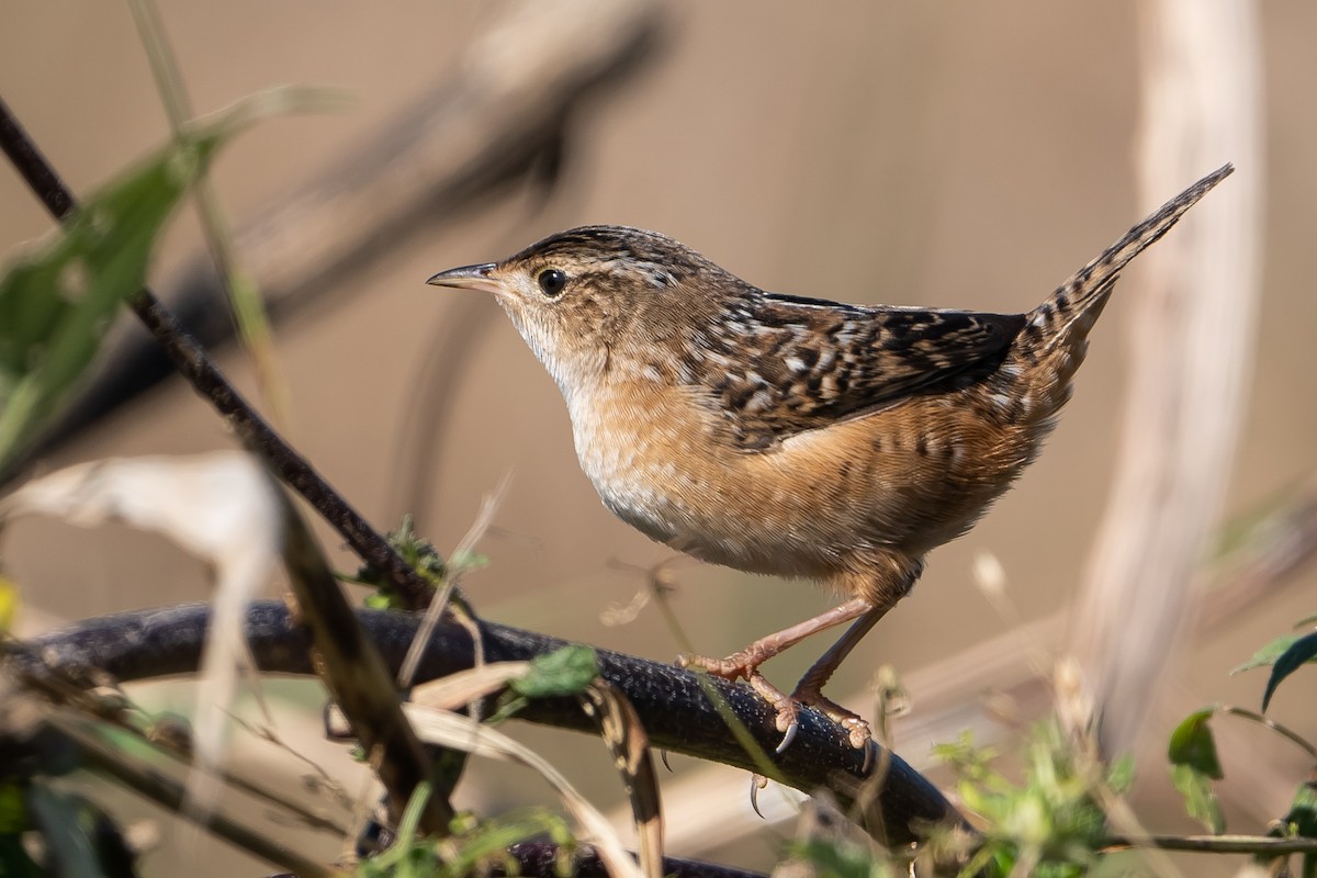 Sedge Wren - ML384135051