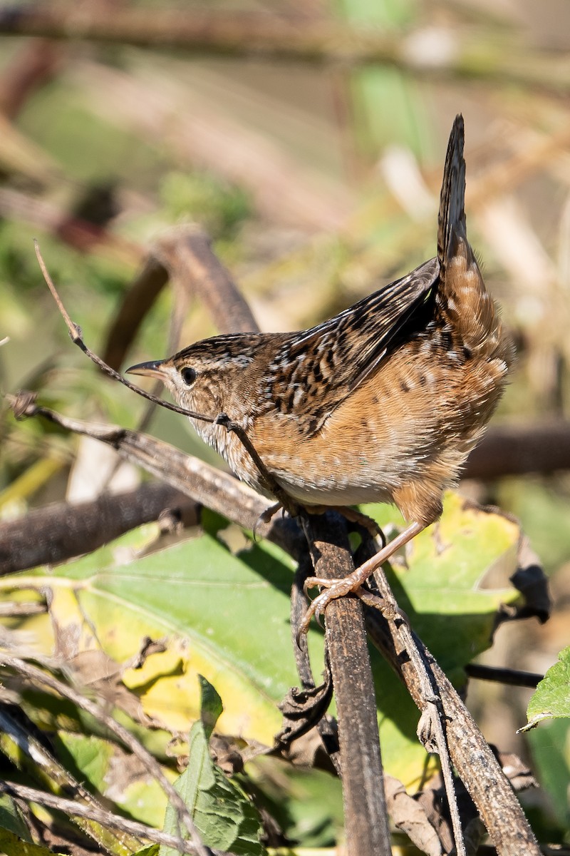 Sedge Wren - ML384135061