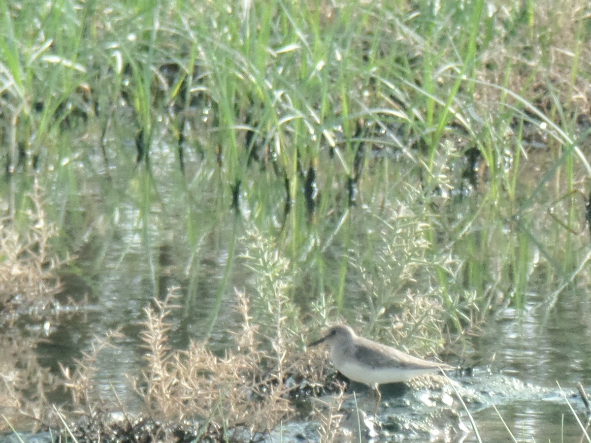 Temminck's Stint - ML384135771