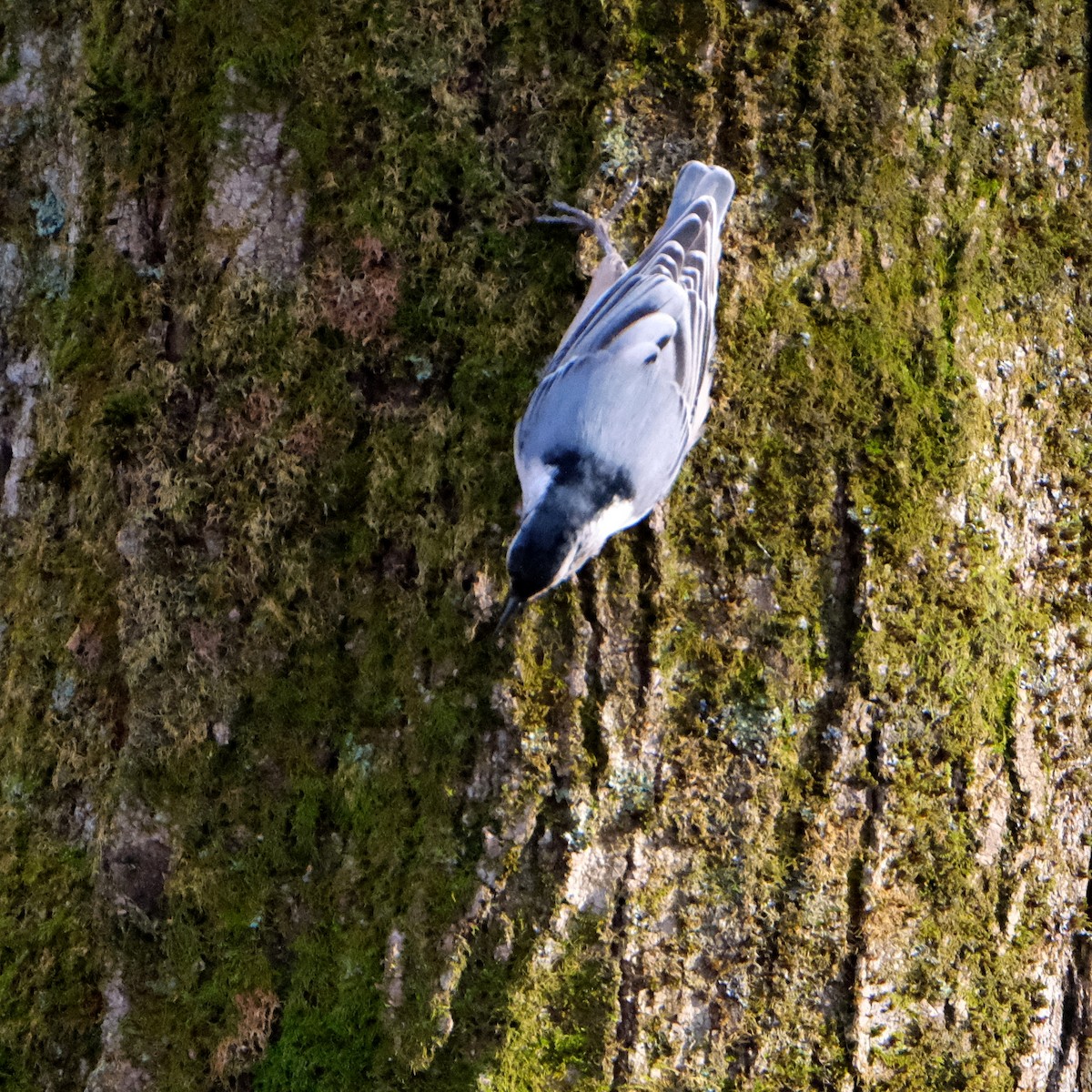 White-breasted Nuthatch - ML384136221