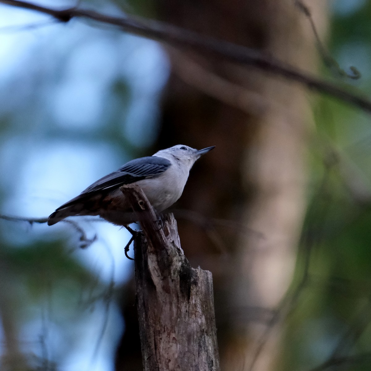 White-breasted Nuthatch - ML384136241