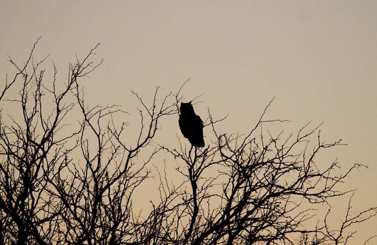 Great Horned Owl - ML384137611