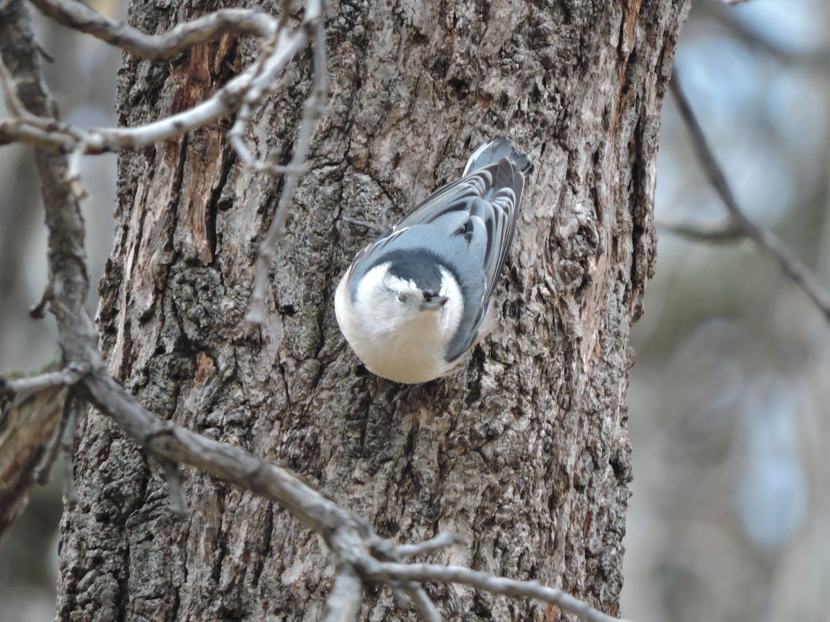 White-breasted Nuthatch - ML384138141