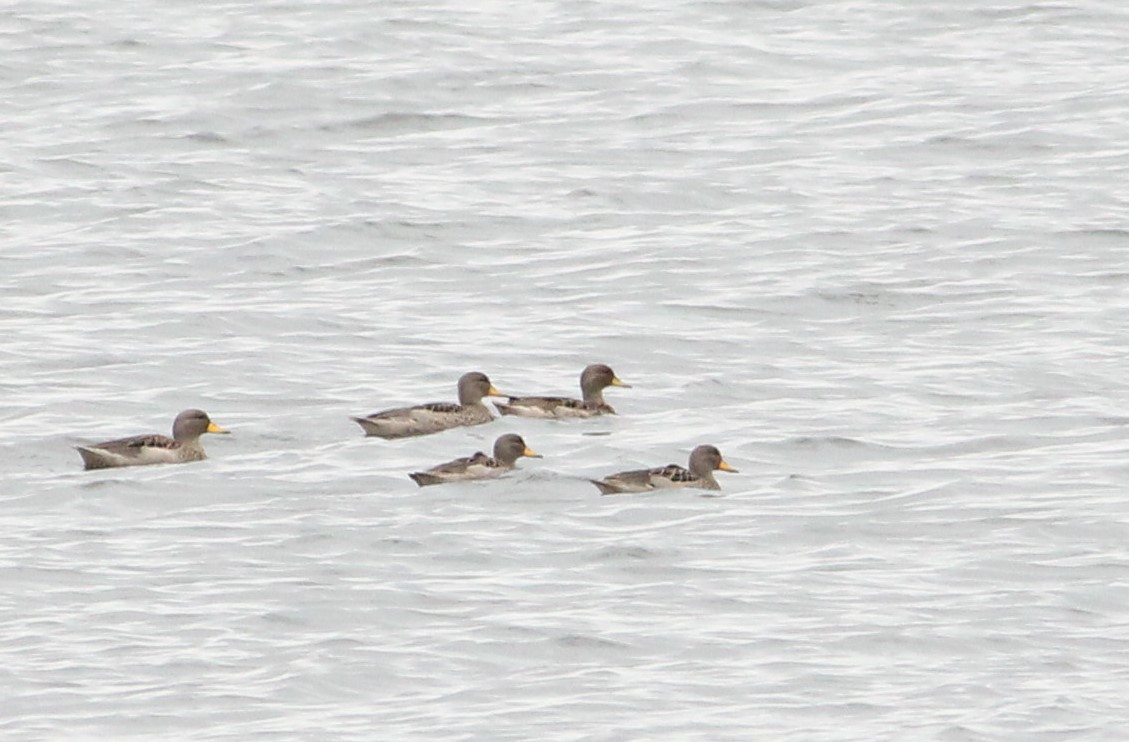 Yellow-billed Teal - ML384138971