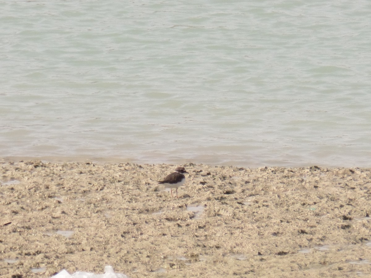 Common Ringed Plover - ML384139421