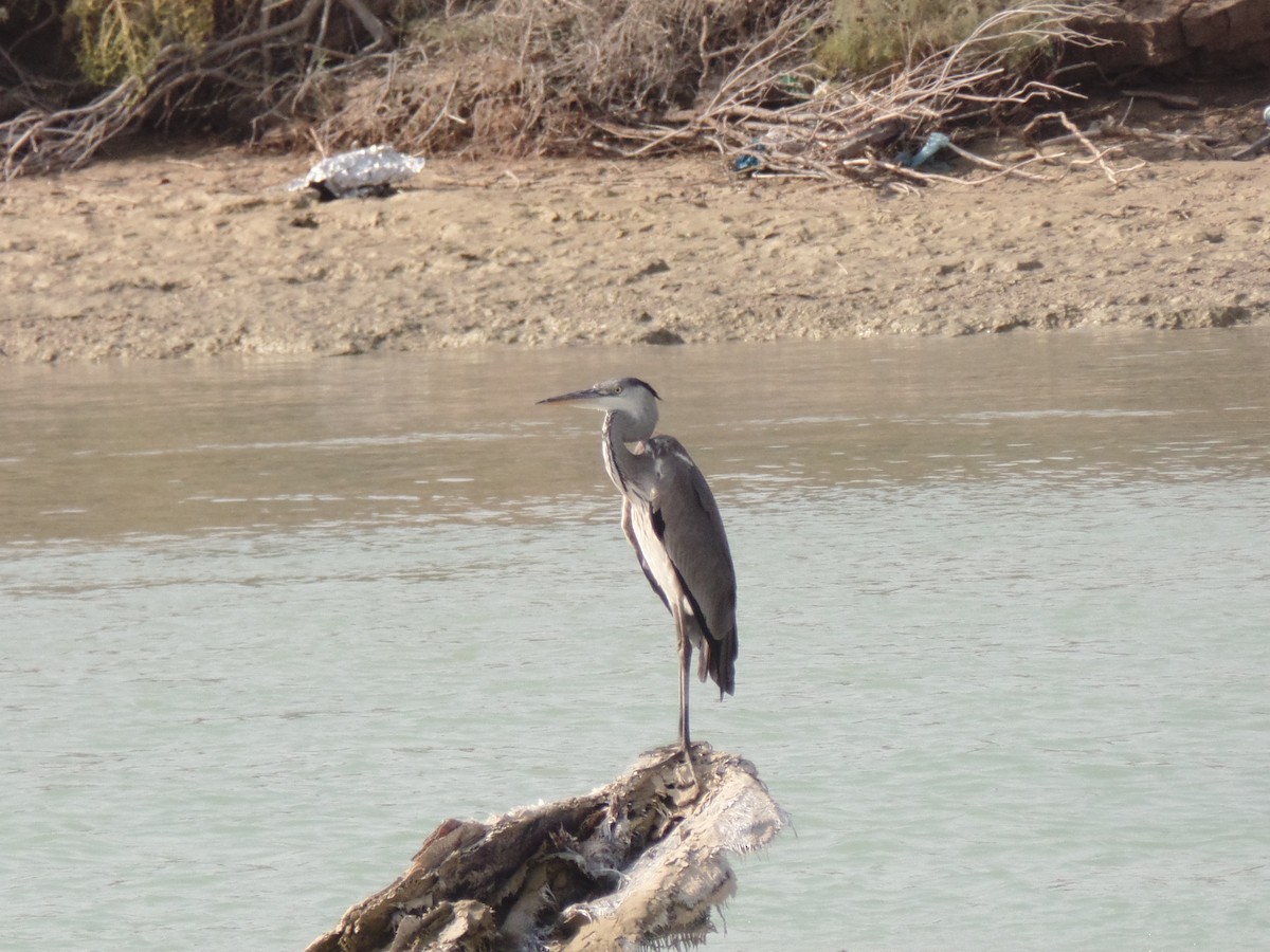 Gray Heron - ML384139471