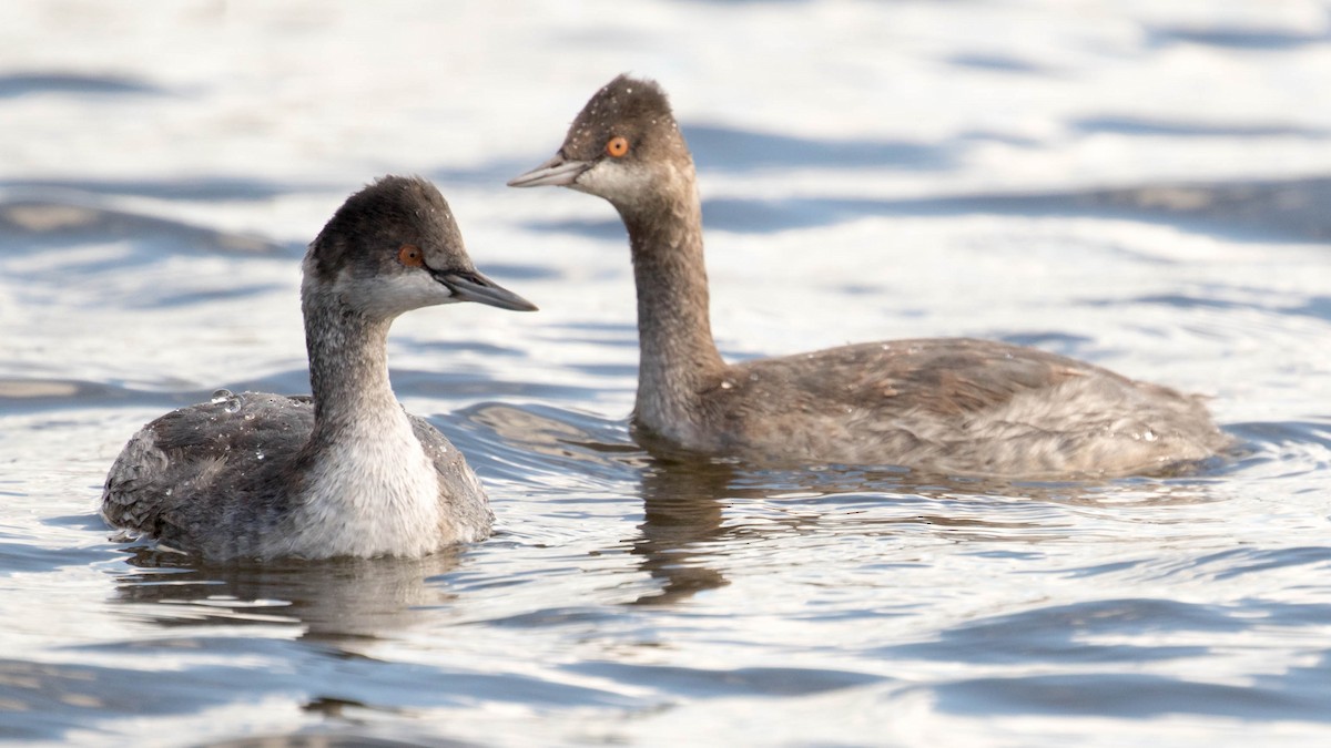 Eared Grebe - Erik Nielsen