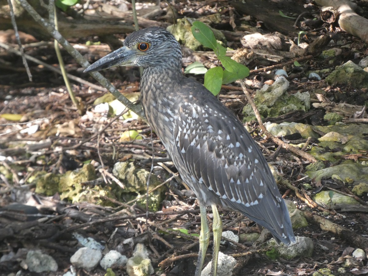 Yellow-crowned Night Heron - ML384140261