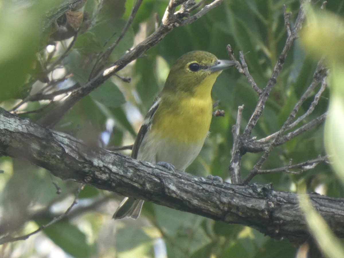 Vireo Gorjiamarillo - ML384140331