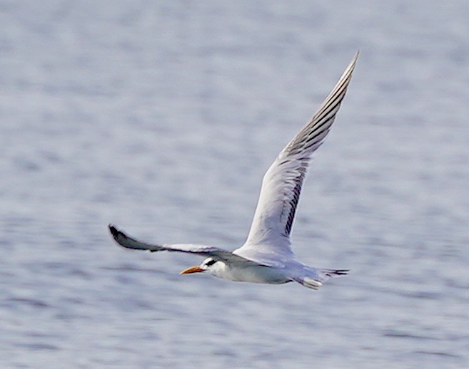 Royal Tern - ML384140601