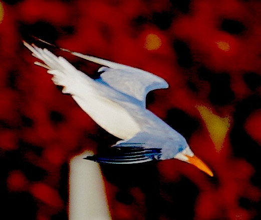 Royal Tern - ML384140641