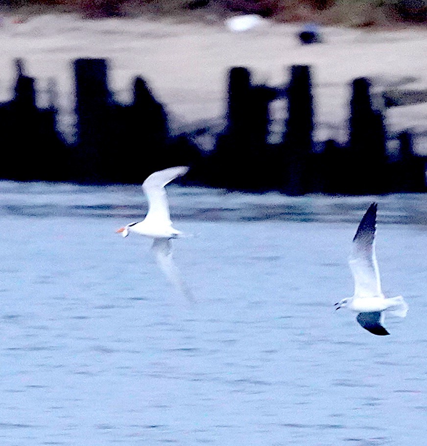 Royal Tern - ML384140651