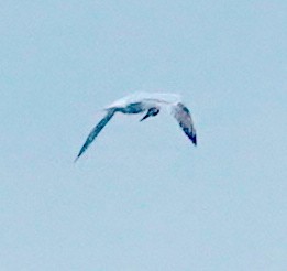 Royal Tern - ML384140801