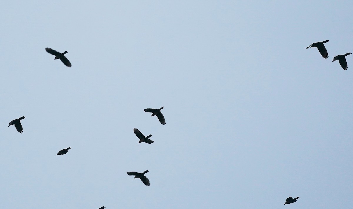 Boat-tailed Grackle - ML384141961