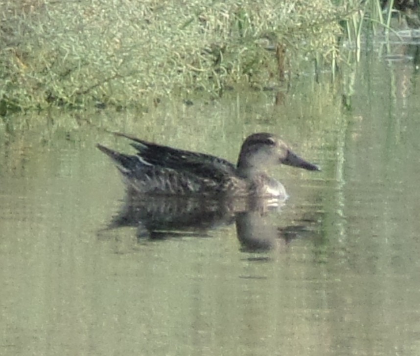 Green-winged Teal - ML384142241