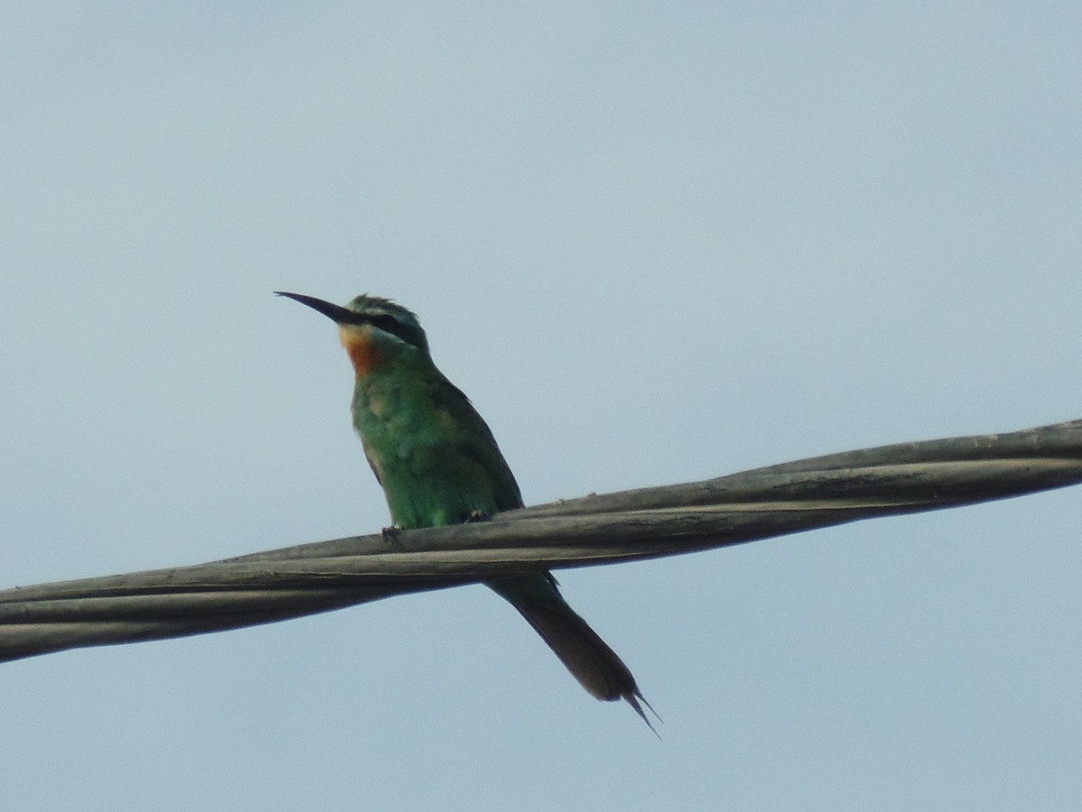 Blue-cheeked Bee-eater - ML384142521
