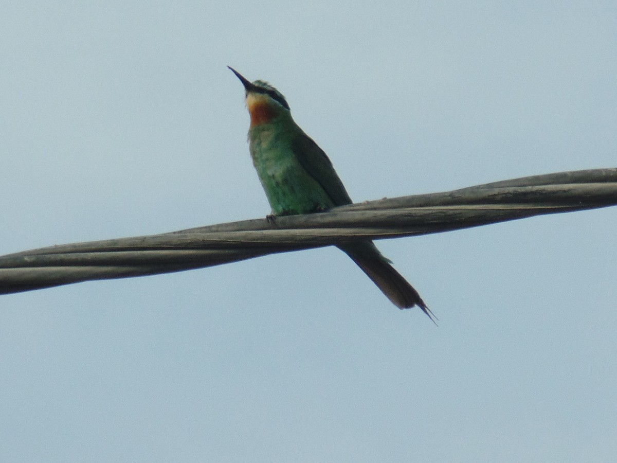 Blue-cheeked Bee-eater - ML384142581