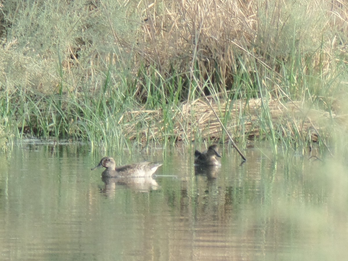 Green-winged Teal - ML384142621