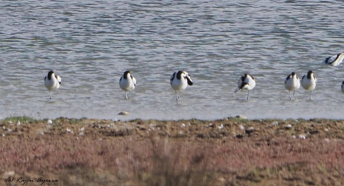 Pied Avocet - Rajen Ayerra Vildarraz