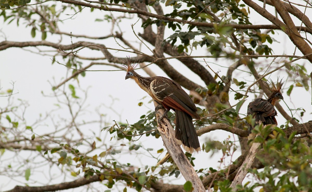 Hoatzin - Jay McGowan