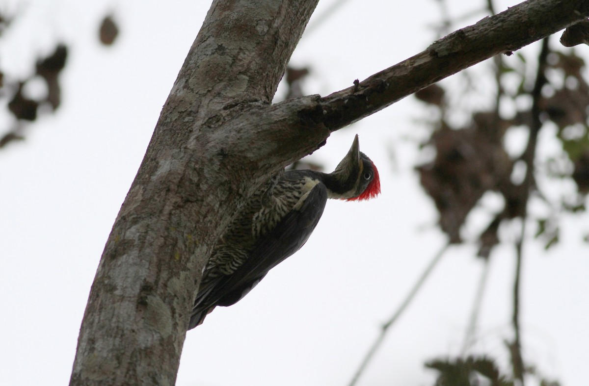 Lineated Woodpecker (Lineated) - Jay McGowan