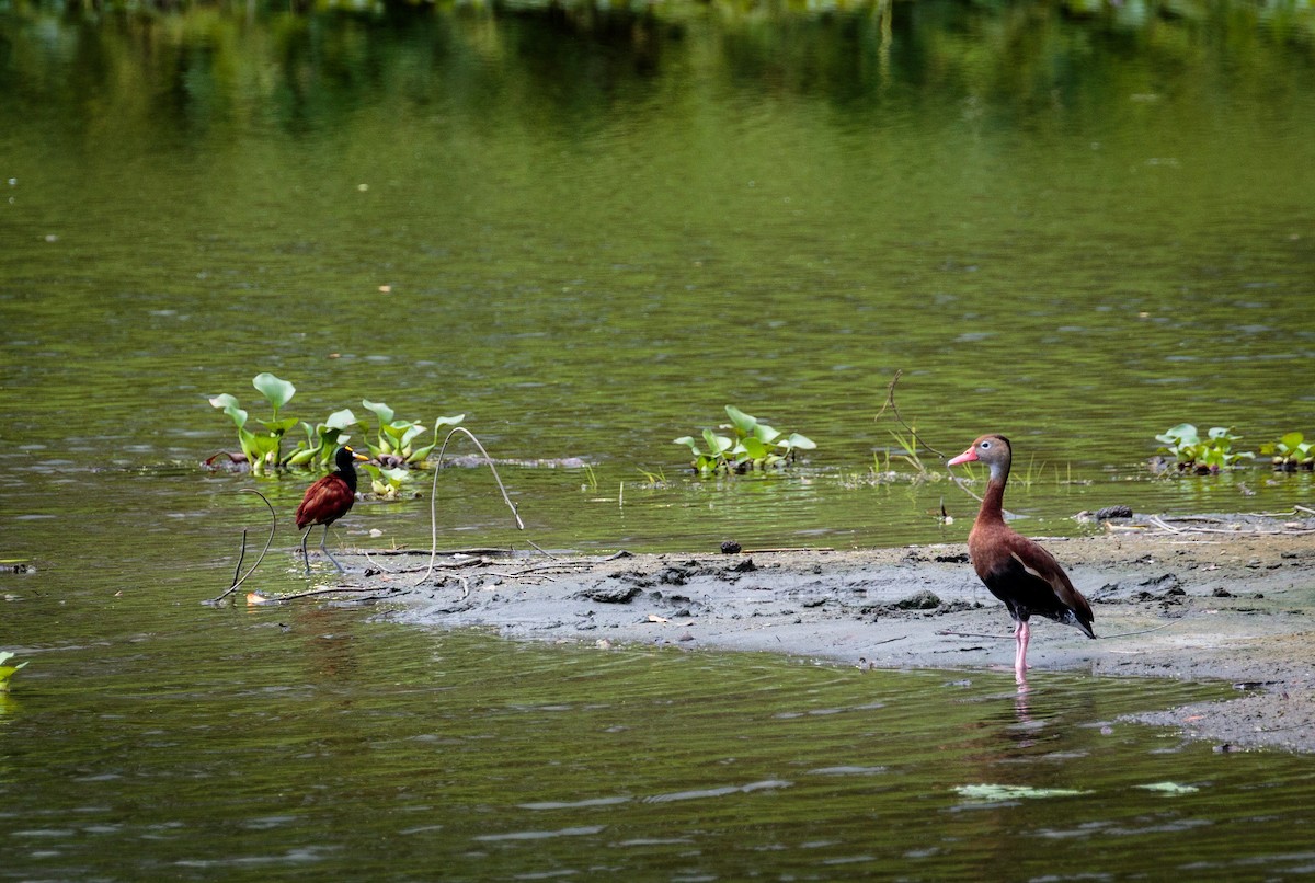 Northern Jacana - ML384146191