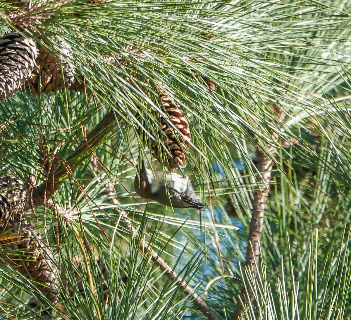 Brown-headed Nuthatch - ML384146211