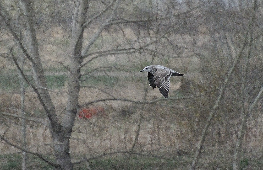 小黑背鷗 - ML384147271