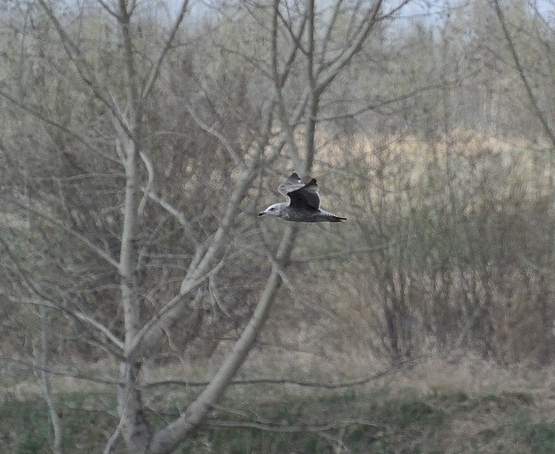 Gaviota Sombría - ML384147291