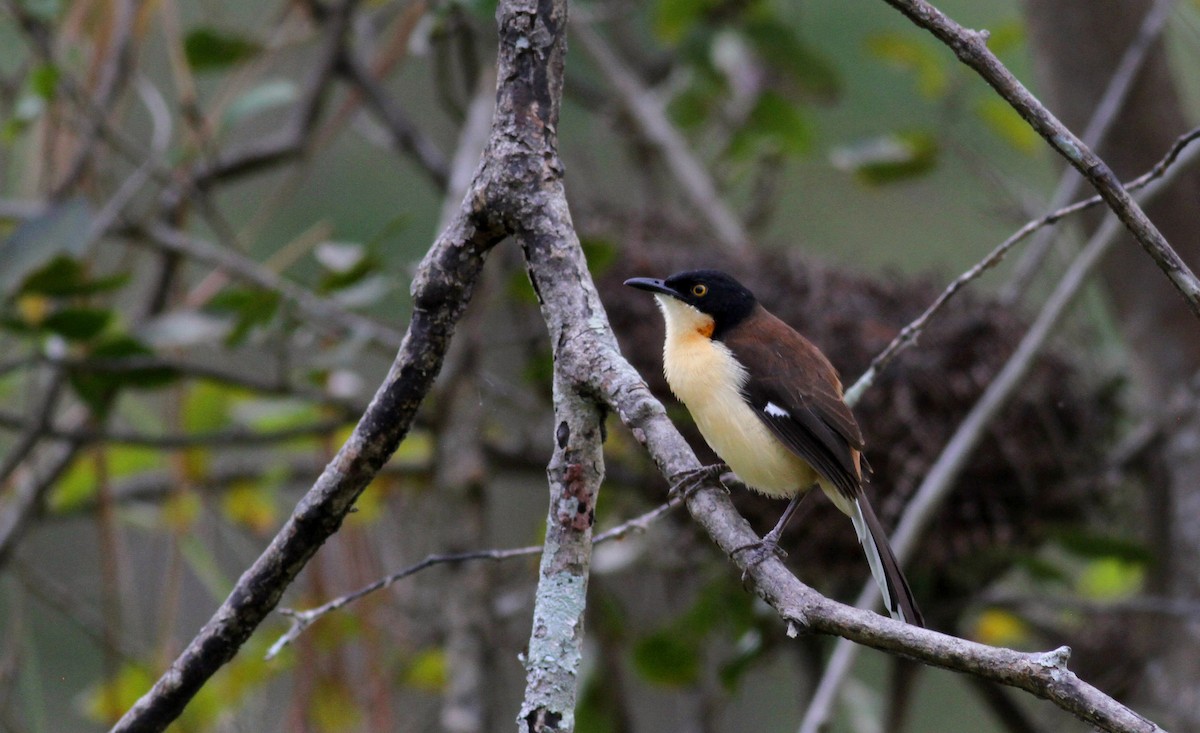 Black-capped Donacobius - Jay McGowan