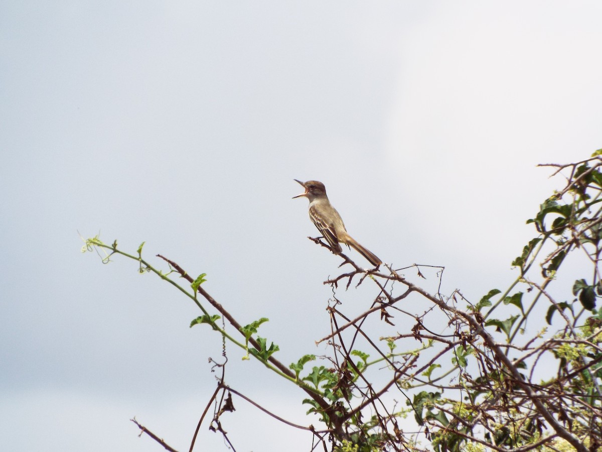 Brown-crested Flycatcher - ML38414871