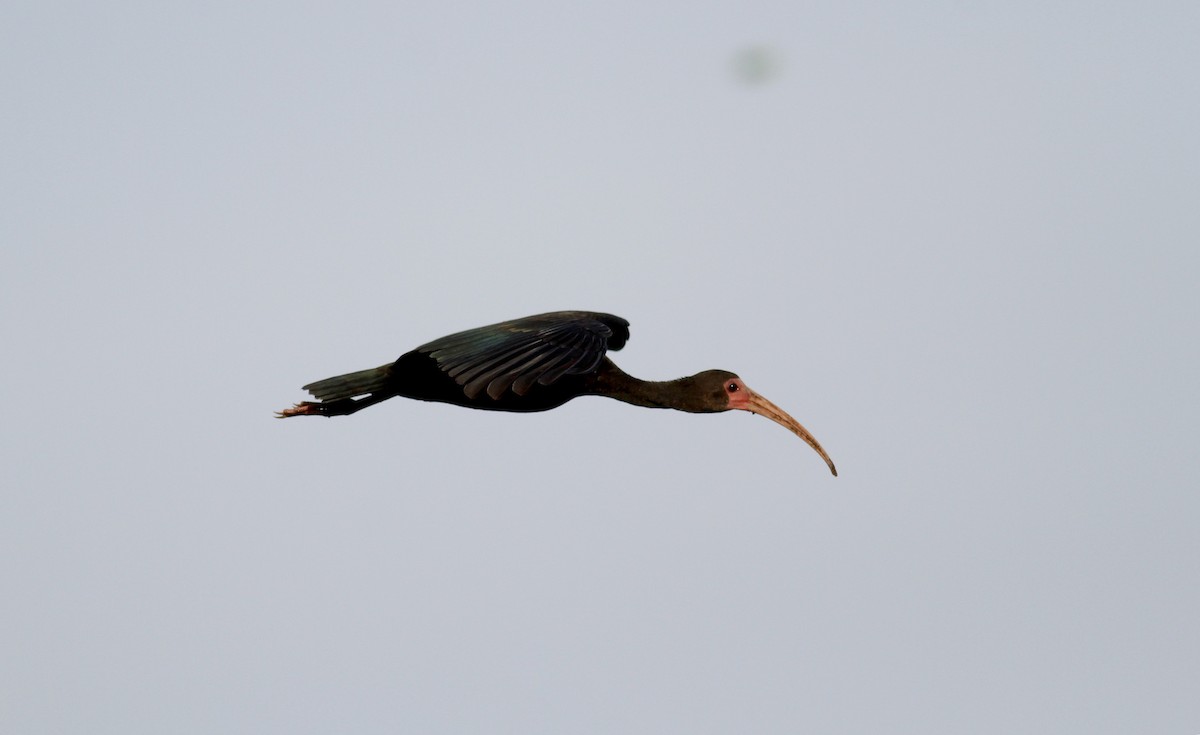 rødmaskeibis - ML38415201