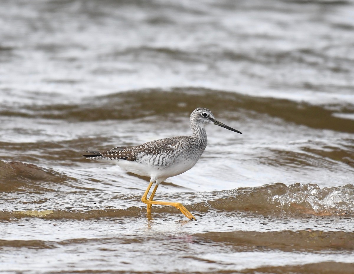 Greater Yellowlegs - ML384152581