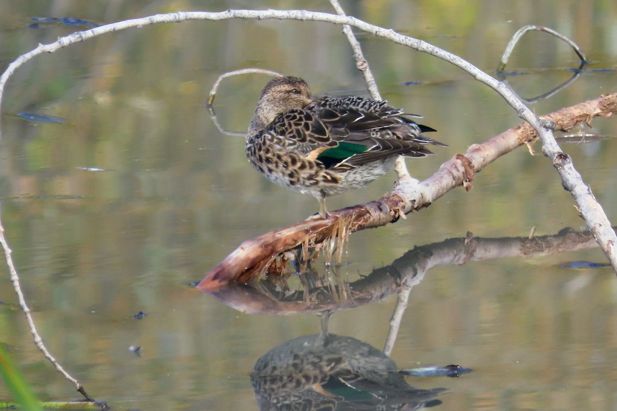 Green-winged Teal - ML384153691